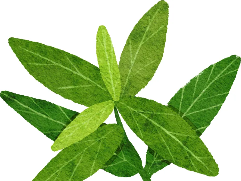 Stevia leaves