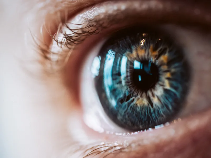 Bright Eye With Iris Cornea Pupil Eyelids Bright eye with iris cornea pupil eyelids